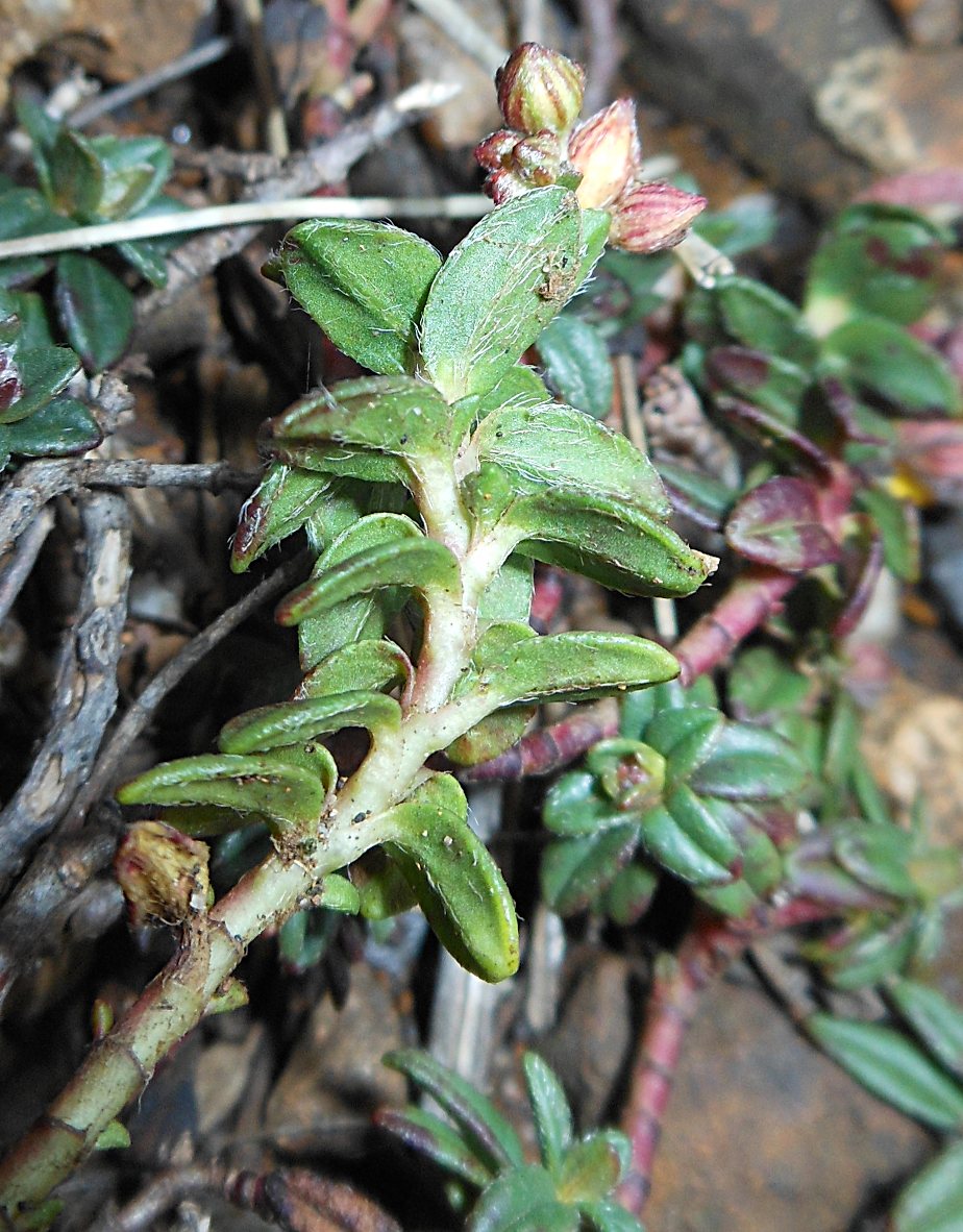 Helianthemum oelandicum subsp. italicum / Eliantemo rupino